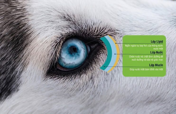 Cấu trúc 3 lớp màng phim nước mắt ở chó mèo gồm lớp lipid, lớp nước và lớp nhầy.