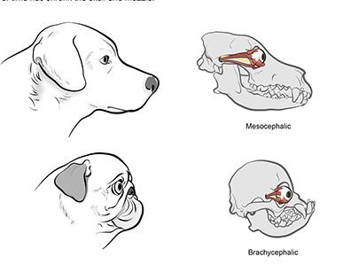 Cấu trúc hộp sọ và hốc mắt nông của hội chứng Brachycephalic ở chó mặt tịt.