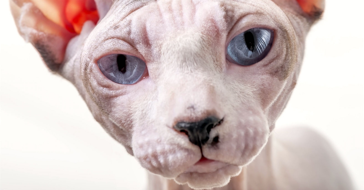 chăm sóc mắt mèo sphynx