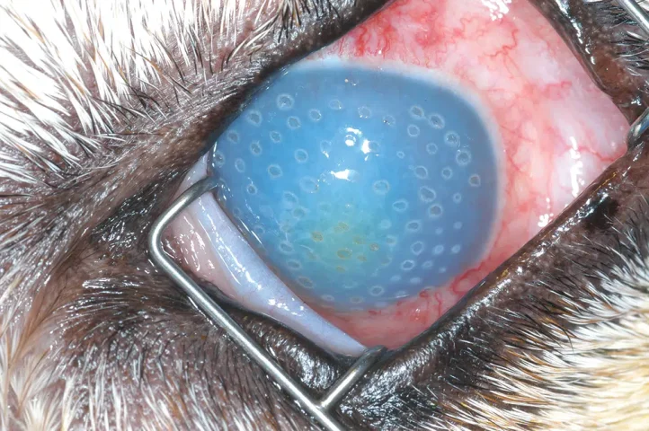 Chó bị đục giác mạc màu xanh lơ do viêm gan truyền nhiễm.