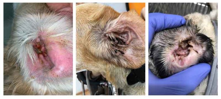 Ráy tai màu nâu bết dính do nhiễm nấm men Malassezia ở chó mèo.