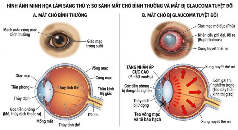 Chó bị sưng phình nhãn cầu do bệnh Glaucoma tuyệt đối.