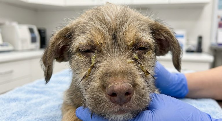 Chó con bị đổ ghèn xanh đặc dính chặt hai mắt do nhiễm virus Care.