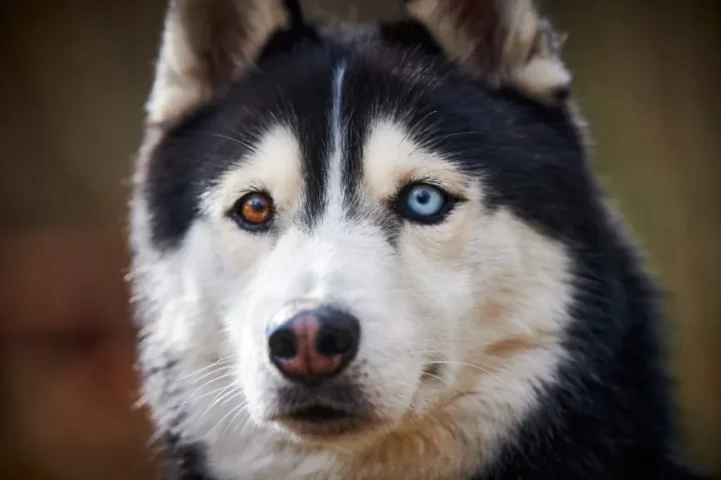 Chó Husky có đôi mắt hai màu (Heterochromia) do thiếu hụt Melanin.