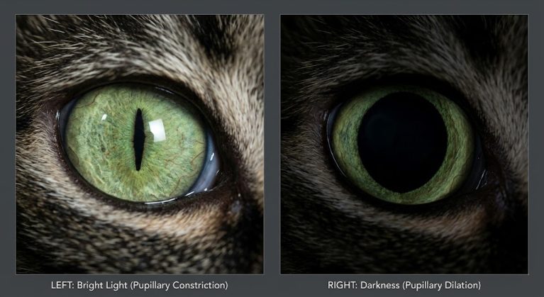 Nguyên nhân chó mèo bị giãn đồng tử do phản xạ ánh sáng tự nhiên.