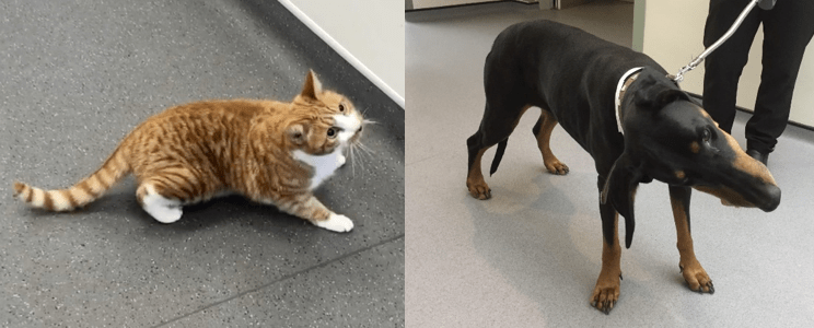 Chó mèo bị nghiêng đầu và loạng choạng do viêm tai trong.