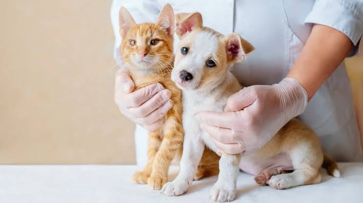 Chó và mèo được nhân viên thú y kiểm tra khi có vấn đề ngoại ký sinh trùng