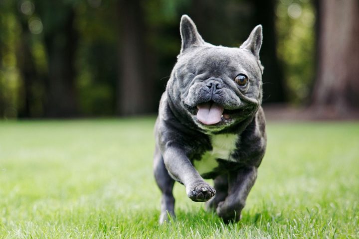 Chó phục hồi vui vẻ sau phẫu thuật múc bỏ nhãn cầu.