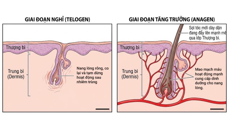 Quá trình phục hồi chu kỳ mọc lông từ pha nghỉ sang pha tăng trưởng tại nang lông chó mèo.