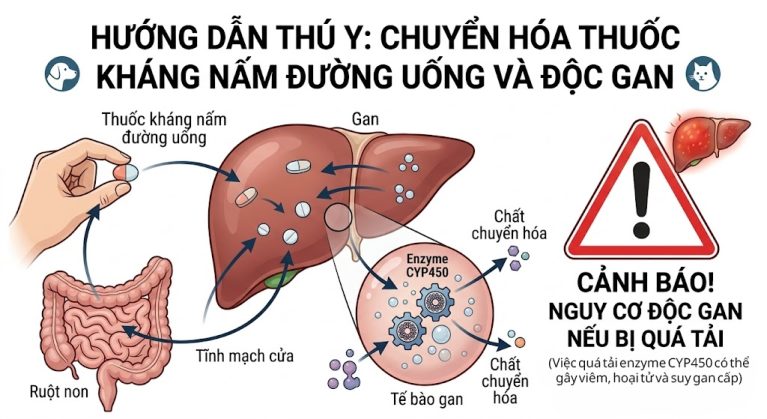 Cơ chế chuyển hóa thuốc uống trị nấm qua hệ enzyme gan ở chó mèo.