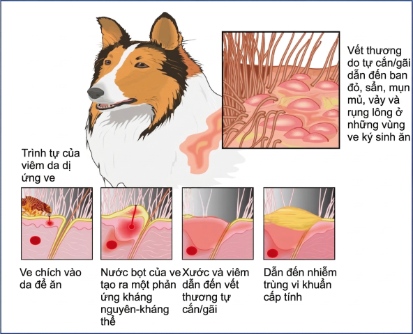 Cơ chế gây ngứa và viêm da dị ứng bọ chét ở chó
