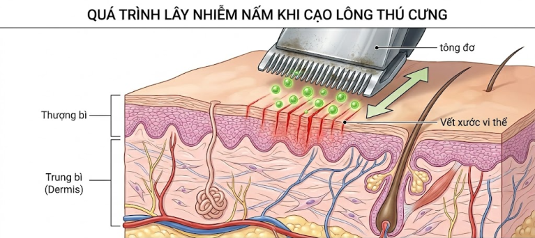 Cơ chế lây nấm da qua vết xước vi thể do tông đơ cắt tỉa thú cưng.