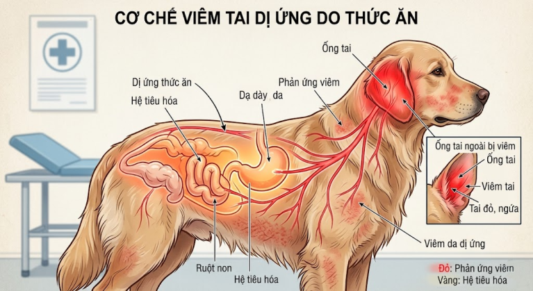 Cơ chế dị ứng hệ thống gây viêm tấy vành tai ở chó mèo.