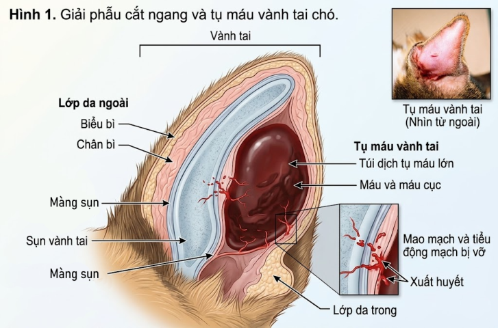 Cơ chế vỡ mạch máu sụn gây sưng tụ máu vành tai (Othematoma).