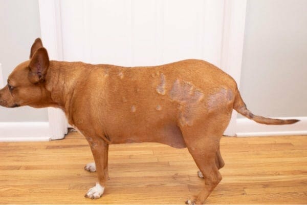 Dấu hiệu béo phì và rụng lông ở chó mắc bệnh suy giáp.