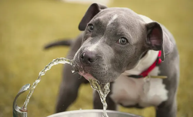 Dấu hiệu khát nước và uống nhiều nước bất thường ở chó bị tiểu đường.