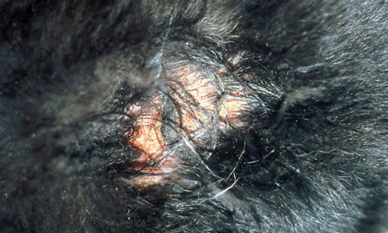 Dấu hiệu nhận diện vết loét Hotspot viêm da ẩm cấp tính ở chó