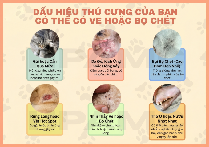 Dấu hiệu cho thấy thú cưng của bạn có ve hoặc bọ chét