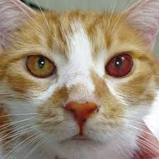 Dấu hiệu viêm màng bồ đào và xung huyết thể mi ở mèo bị FIP thể khô.