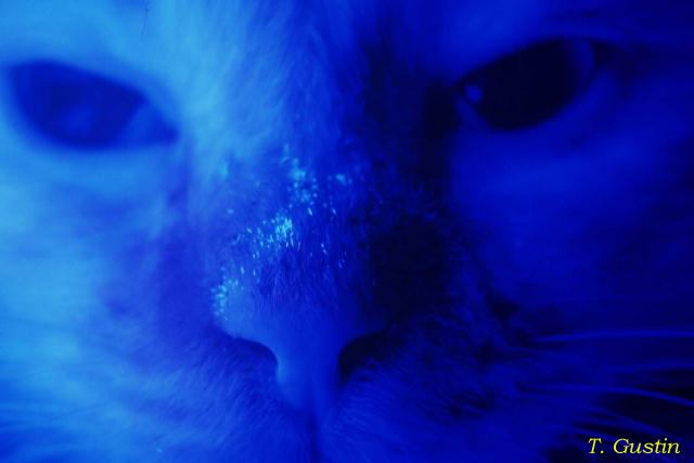 Bác sĩ thú y dùng đèn Wood soi phát hiện bào tử nấm Microsporum canis phát quang huỳnh quang xanh lá.