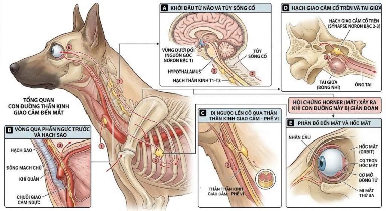 Đường đi của dây thần kinh giao cảm từ não qua lồng ngực đến mắt chó mèo.
