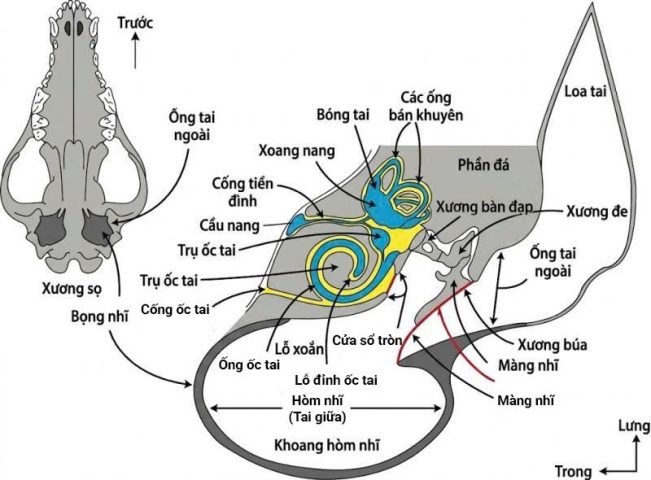 Giải phẫu màng nhĩ và hệ tiền đình tai trong chó mèo.