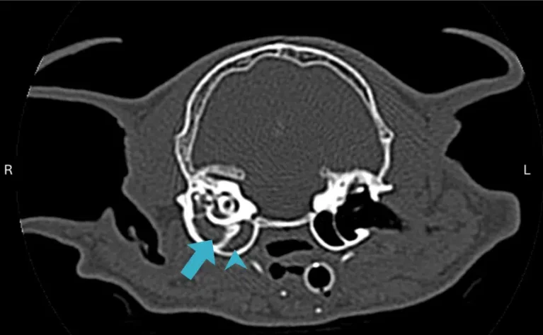 Hình ảnh CT scan chẩn đoán mủ trong hòm nhĩ chó mèo.