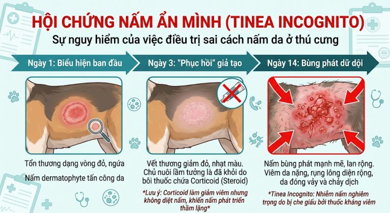 Hội chứng Nấm ẩn mình (Tinea Incognito) do bôi thuốc 7 màu của người cho chó mèo.