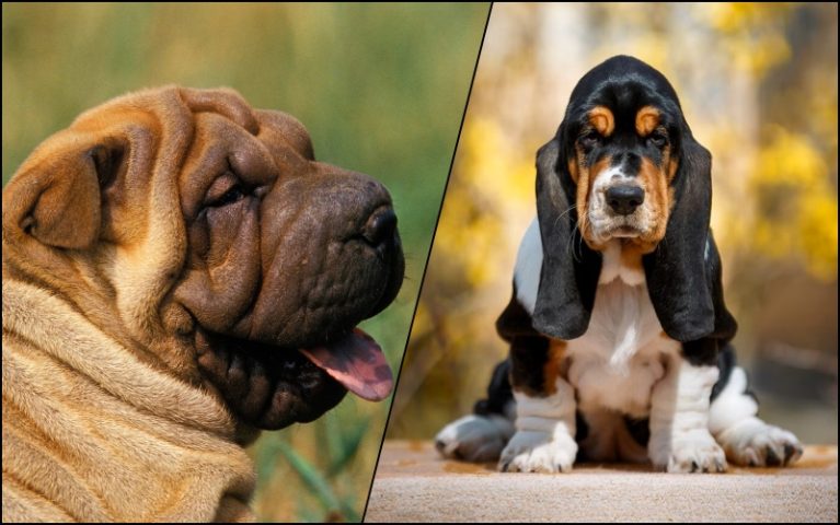 Khuôn mặt nhiều nếp gấp da của chó Shar Pei và Basset Hound.