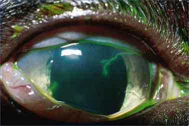 Dấu hiệu loét giác mạc hình cành cây do virus Herpes ở mèo.