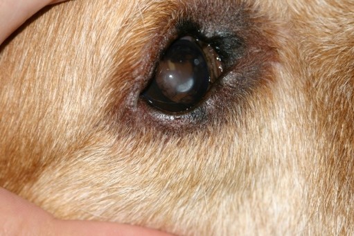 Mắt chó bị đục vệt trắng do chứng loạn dưỡng mỡ giác mạc.