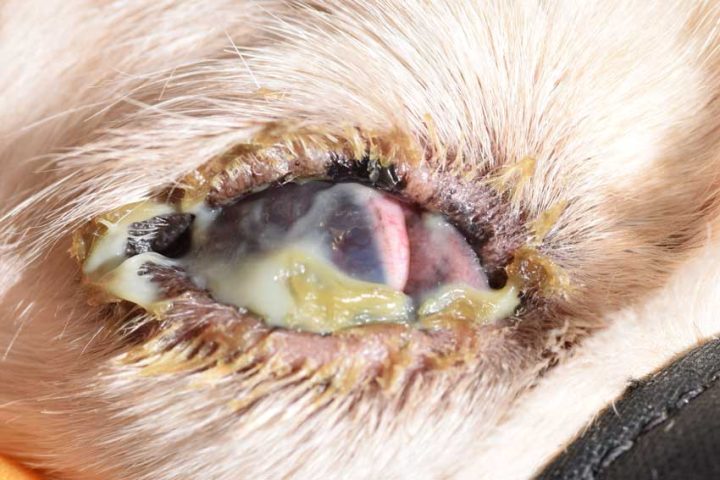 Mắt chó bị viêm giác mạc khô (KCS) với lượng lớn ghèn nhầy đặc dính bám trên bề mặt.
