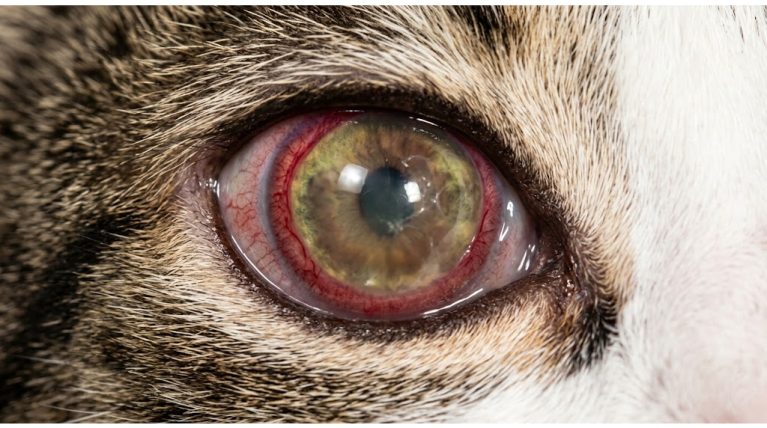 Mắt mèo bị đục lờ lờ và xung huyết thể mi do ký sinh trùng Toxoplasma.