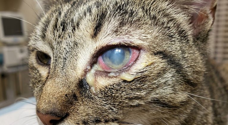 Mắt mèo chảy nhiều mủ vàng do nhiễm trùng cơ hội khi mắc bệnh FIV.
