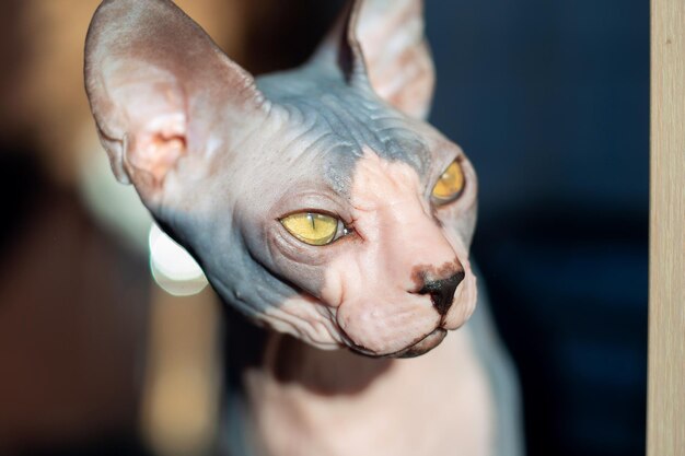 Đôi mắt mèo Sphynx nhẵn thín và không có lông mi bảo vệ.