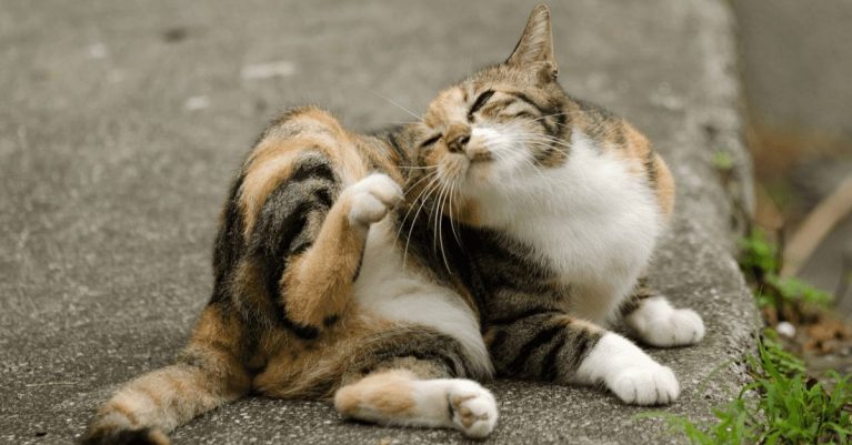 Mèo bị bọ chét có biểu hiện gì