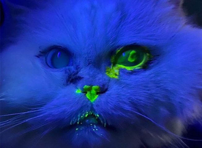 Vết loét giác mạc ở mèo phát sáng xanh lục dưới đèn kiểm tra chuyên dụng.
