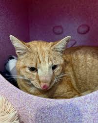 Mèo bị sưng sống mũi và biến dạng khuôn mặt do nhiễm nấm Cryptococcus.