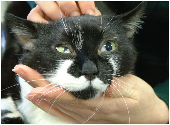 Mèo bị sụp mí mắt và lòi mí thứ 3 do hội chứng Horner.