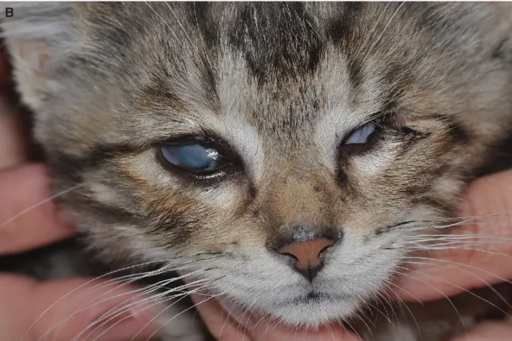 Biến chứng dính kết mạc làm mù lòa vĩnh viễn ở mèo con bị cúm.