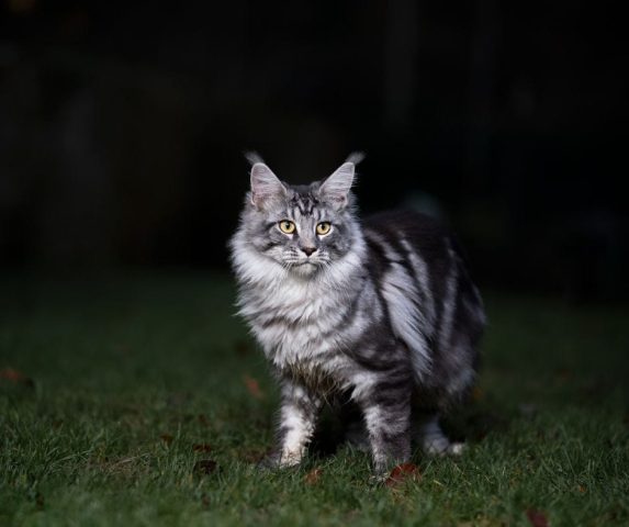 Mèo Maine Coon gặp khó khăn khi nhìn trong bóng tối do di truyền.