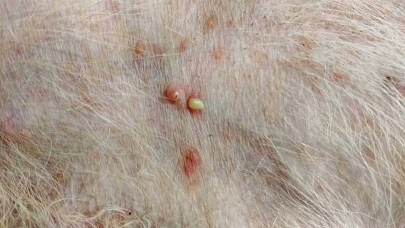 Cận cảnh các nốt mủ nhỏ có đầu trắng vàng trên da chó