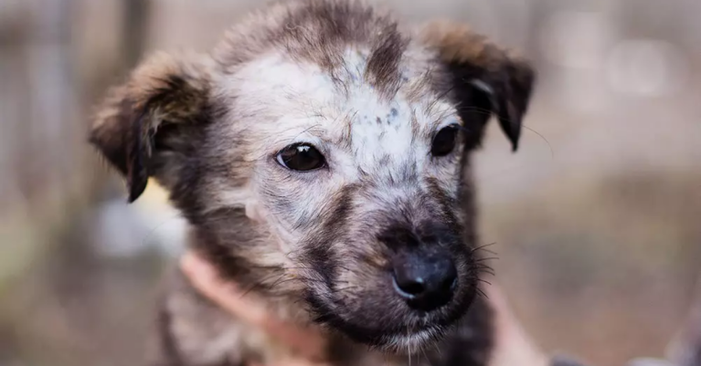 Nấm da chó mèo bao lâu thì khỏi