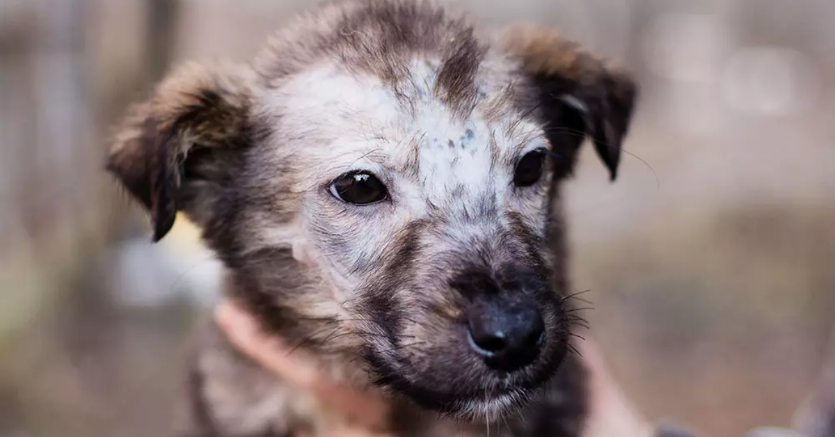 Nấm da chó mèo bao lâu thì khỏi