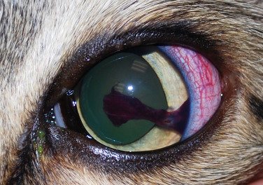 Ngấn máu đỏ tươi đọng trong mắt chó do chứng xuất huyết tiền phòng.