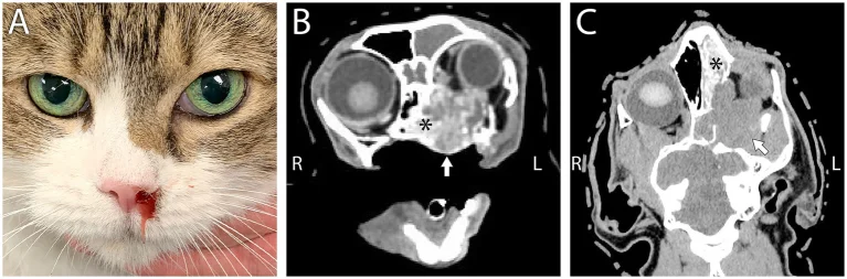 Nhãn cầu mèo lồi ra ngoài do khối u nấm chèn ép dây thần kinh.