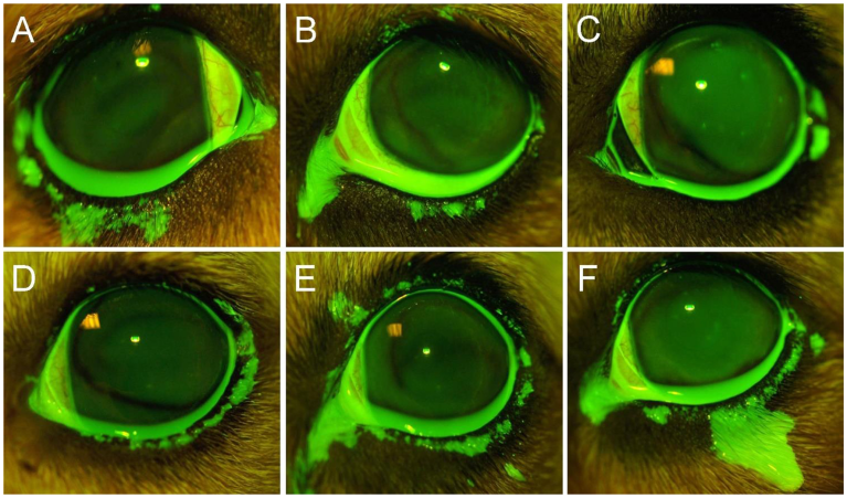 Vết loét giác mạc phát sáng màu xanh lục dưới đèn Cobalt Blue sau khi nhuộm huỳnh quang.