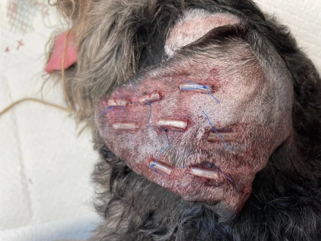 Phẫu thuật rạch dẫn lưu và khâu chần sụn trị tụ máu vành tai chó mèo.