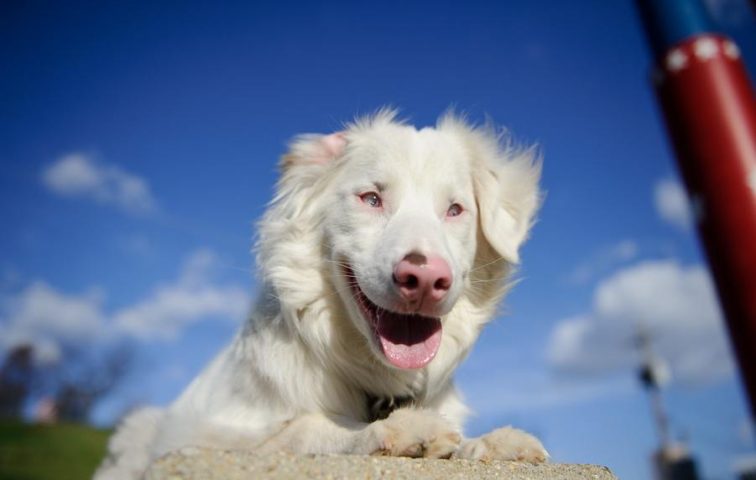 Rủi ro dị tật ở chó mang gen Double Merle lông trắng.