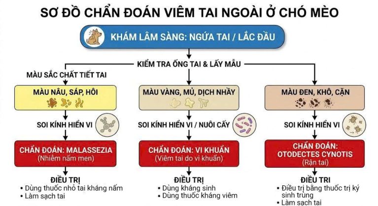 Sơ đồ chẩn đoán các bệnh về tai ở chó mèo qua màu sắc dịch tiết.